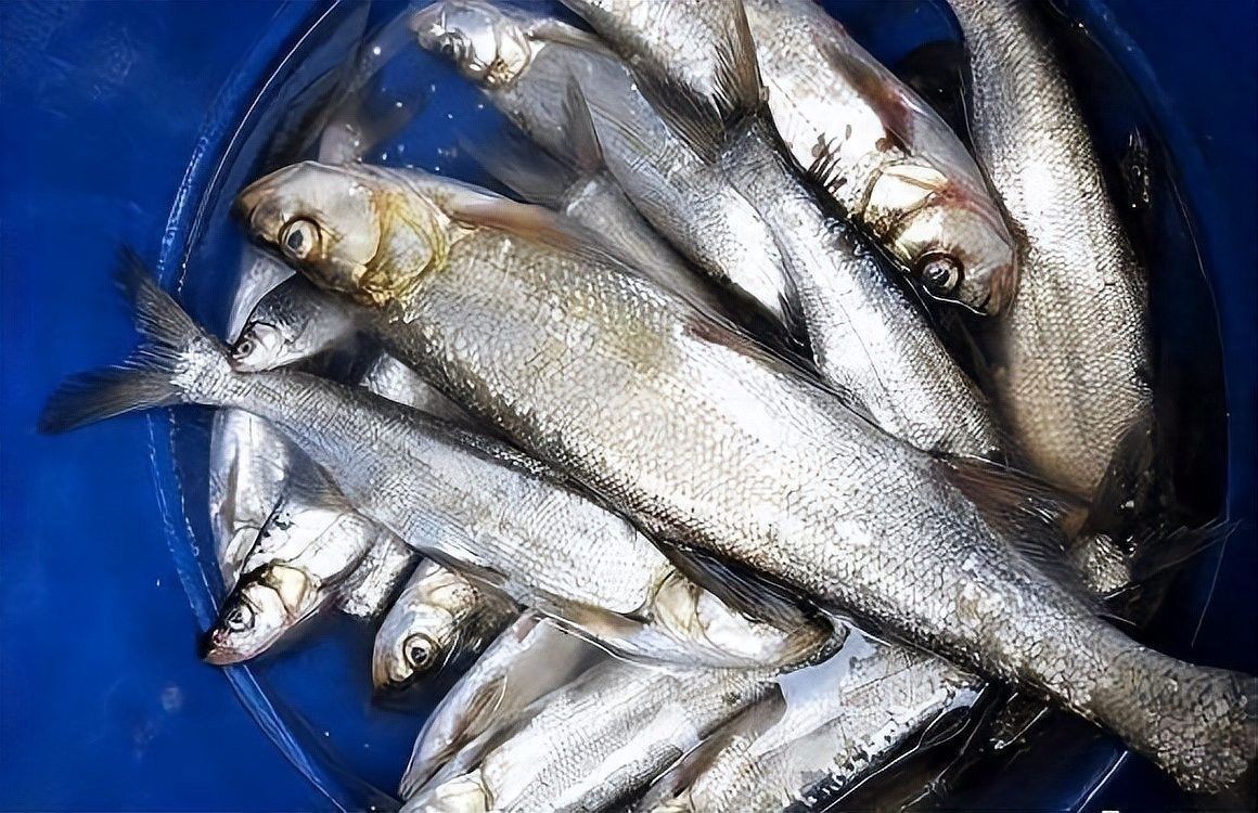 如何區(qū)分龍魚和翹嘴魚？：如何區(qū)分翹嘴魚和龍魚？