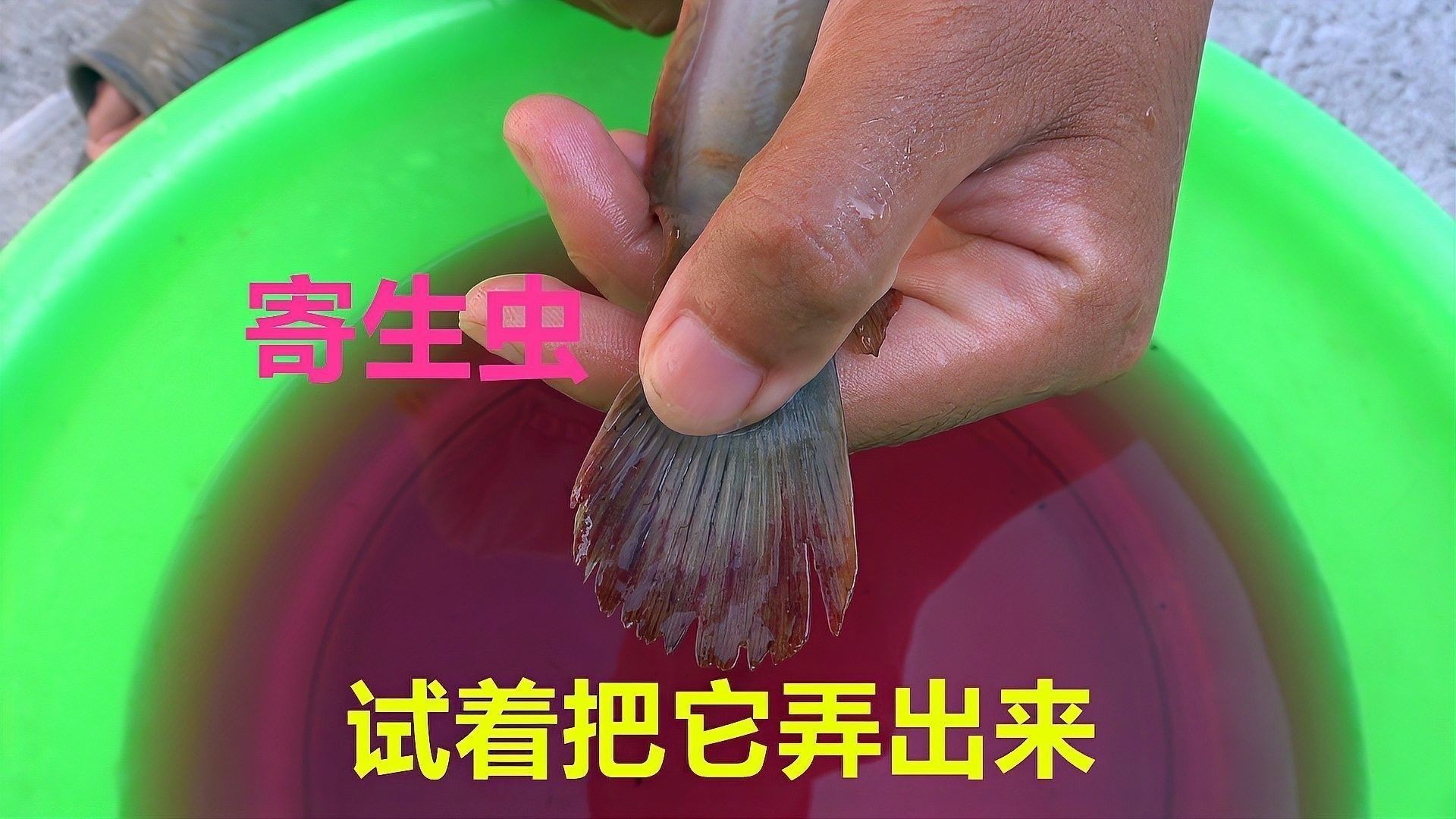 如何預防紅龍魚感染寄生蟲？：紅龍魚寄生蟲感染寄生蟲的10個關鍵措施，做好了你也是高手隨筆