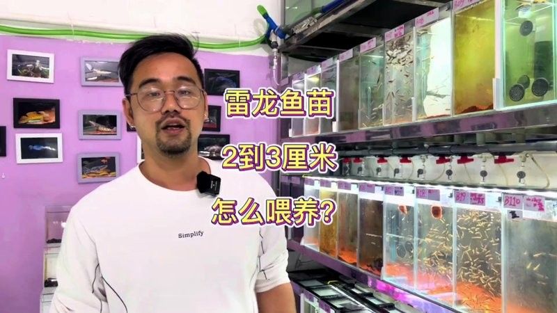 雷龍魚多久能長到20厘米：七彩雷龍能長多少厘米