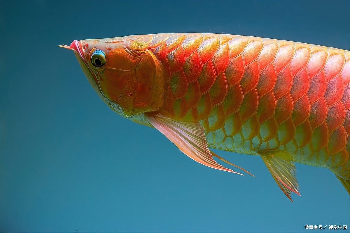 如何維持雪龍魚的水質穩定：養龍魚必看:水質管理全攻略