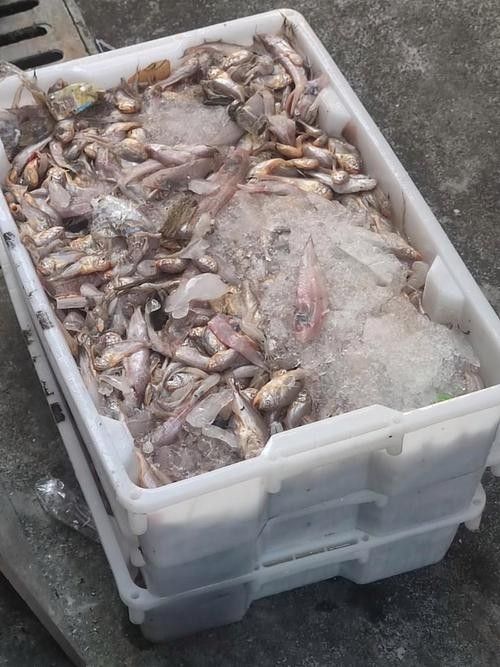 泉州龍魚的價格是多少：泉州龍魚價格因多種因素而異，泉州龍魚的價格因素而異