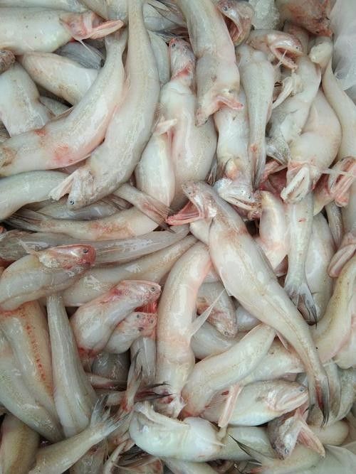 泉州龍魚的價格是多少：泉州龍魚價格因多種因素而異，泉州龍魚的價格因素而異