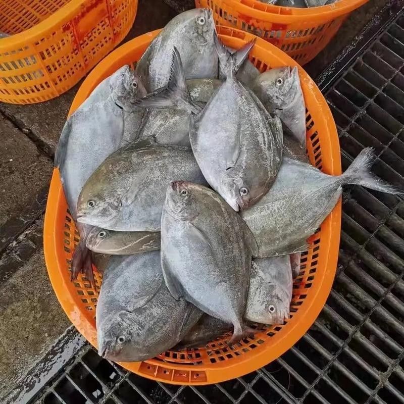 泉州龍魚的價格是多少：泉州龍魚價格因多種因素而異，泉州龍魚的價格因素而異