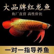 泉州龍魚的價格是多少：泉州龍魚價格因多種因素而異，泉州龍魚的價格因素而異
