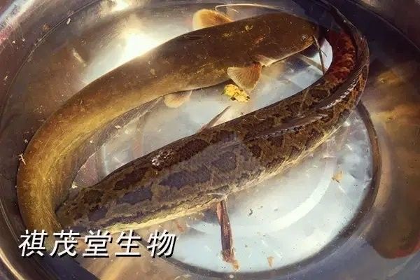 雷龍魚黑斑病會傳染嗎：如何預防雷龍魚黑斑病