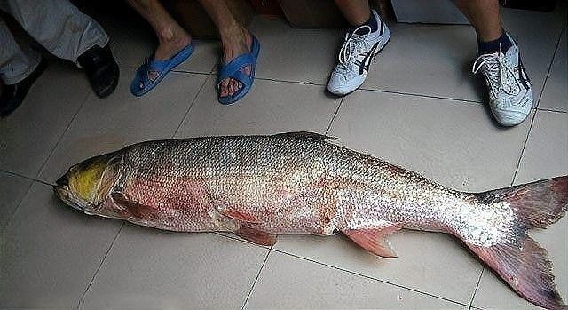 鱤魚對黑魚的具體影響有哪些？：[需手動填充]魚對黑魚的影響