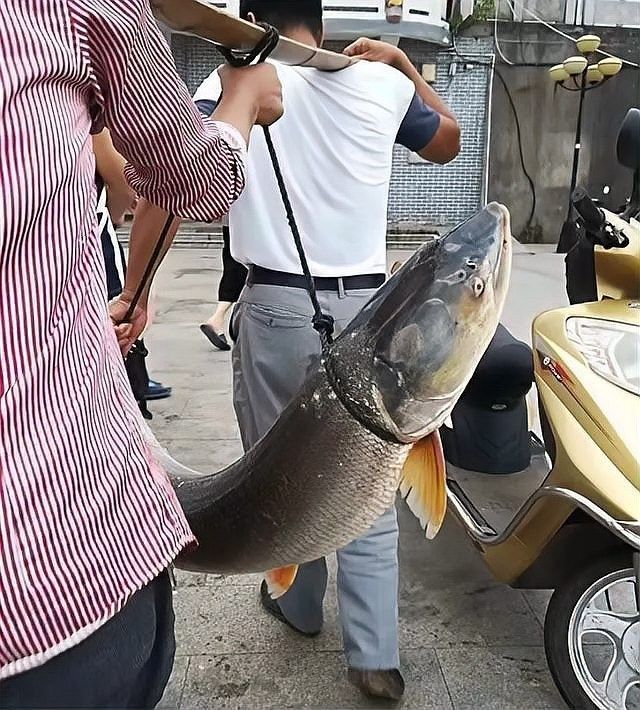 鱤魚對黑魚的具體影響有哪些？：[需手動填充]魚對黑魚的影響