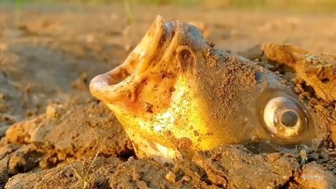 鱤魚對黑魚的具體影響有哪些？：[需手動填充]魚對黑魚的影響