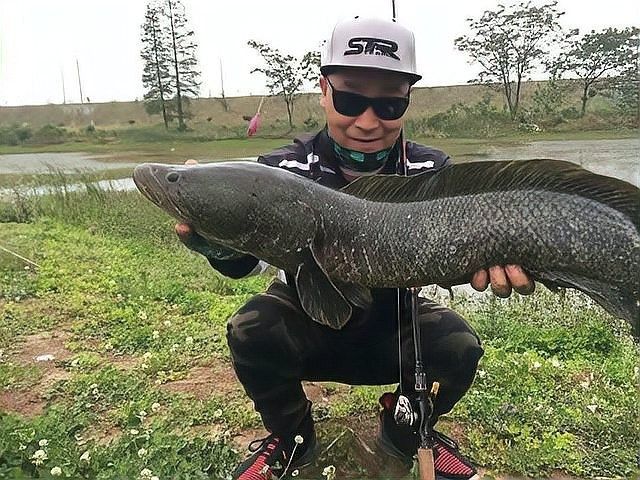 鱤魚對黑魚的具體影響有哪些？：[需手動填充]魚對黑魚的影響
