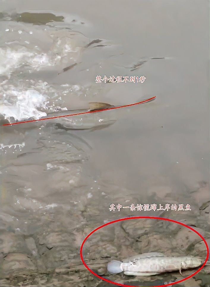 鱤魚對黑魚的具體影響有哪些？：[需手動填充]魚對黑魚的影響