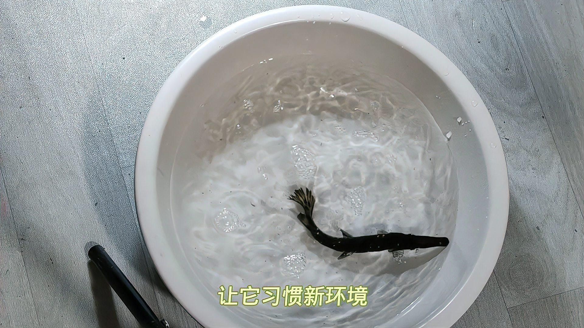 雀鱔魚如何飼養：雀鱔魚的飼養指南