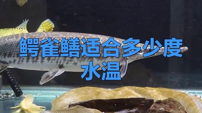 雀鱔魚如何飼養：雀鱔魚的飼養指南