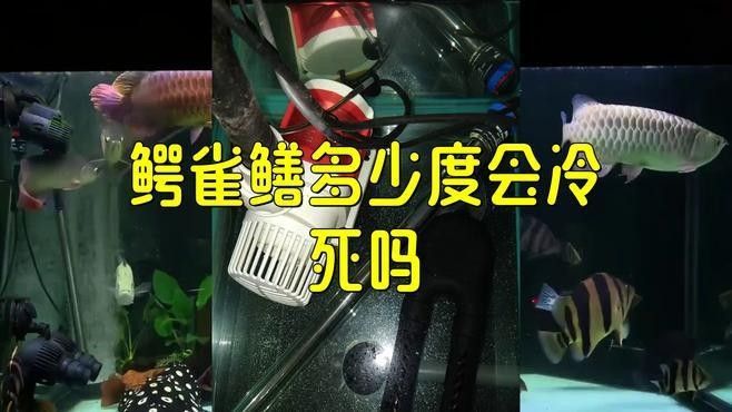 雀鱔魚如何飼養：雀鱔魚的飼養指南