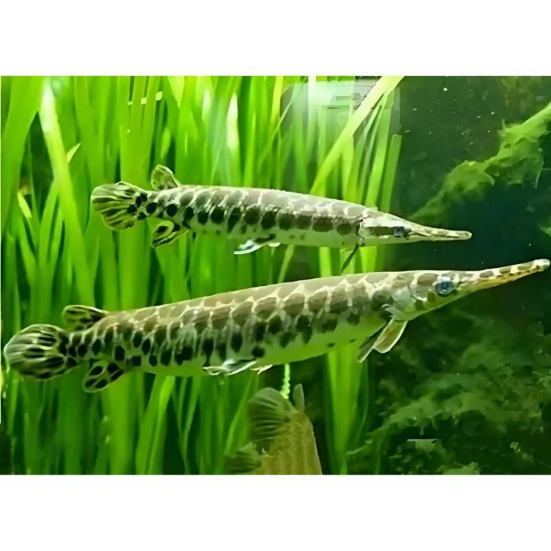 雀鱔魚如何飼養：雀鱔魚的飼養指南