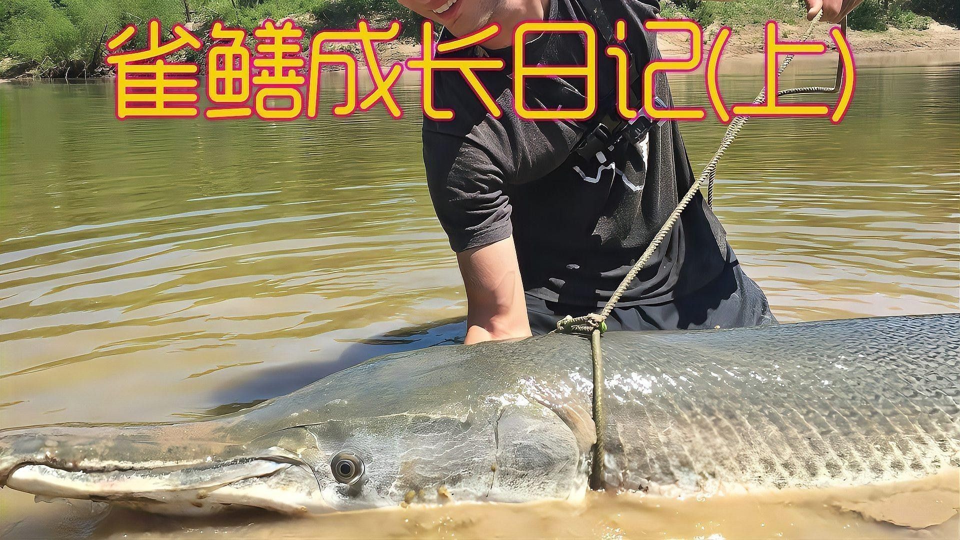雀鱔魚如何飼養：雀鱔魚的飼養指南