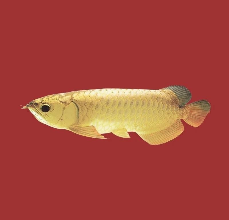 平頭龍魚如何避免地包天：平頭龍魚地包天怎么辦