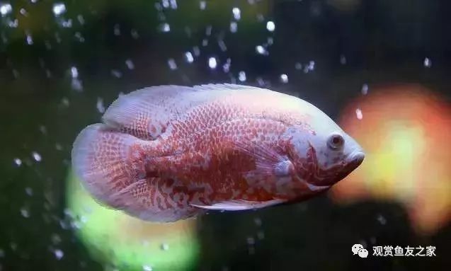 紅龍魚過背后如何保持：如何保持紅龍魚過背健康
