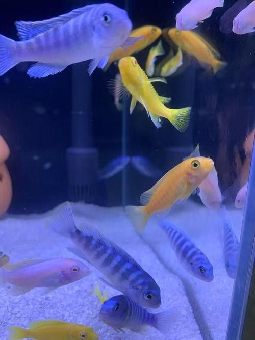 混養圖片高清版：關于混養的高清圖片資源及相關信息