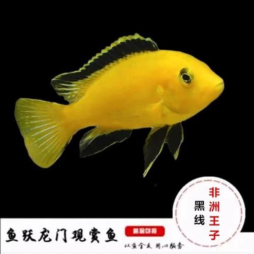 混養圖片高清版：關于混養的高清圖片資源及相關信息