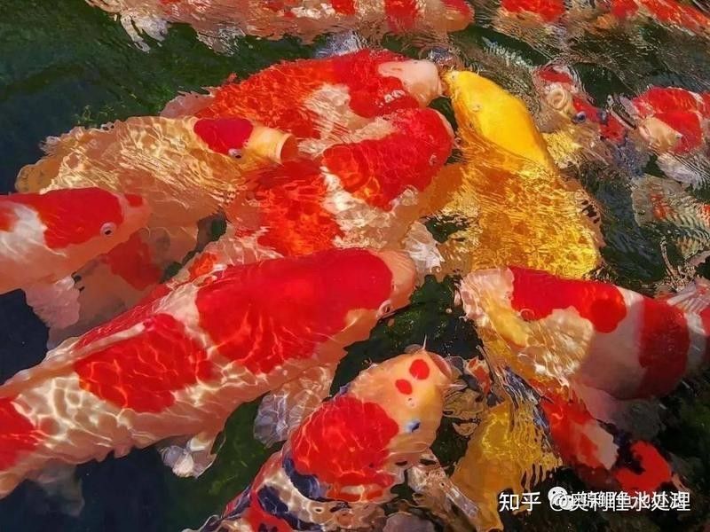 哪種紅龍魚的市場價格最高：世界上最貴的魚,500萬一條血的紅龍魚500萬一條血 哪種紅龍魚的市場價格最高：世界上最貴的魚,500萬一條血的紅龍魚500萬一條血 龍魚百科 第9張