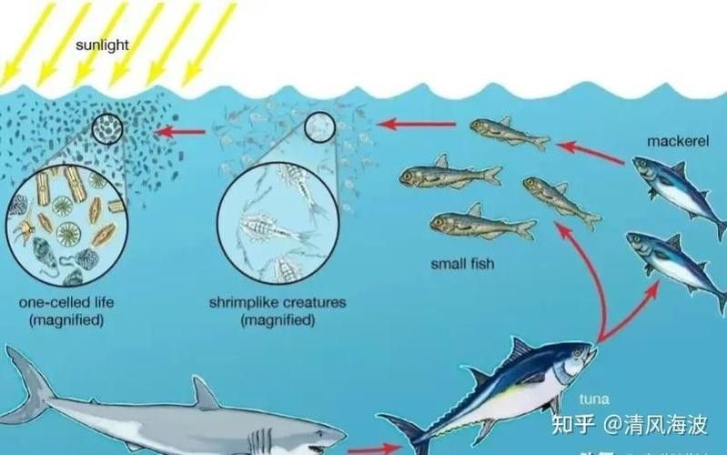 哪些因素會影響淡水海龍魚的生長？：養(yǎng)龍魚的五大難題揭秘，輕松應對養(yǎng)魚困擾! 哪些因素會影響淡水海龍魚的生長？：養(yǎng)龍魚的五大難題揭秘，輕松應對養(yǎng)魚困擾! 龍魚百科 第4張