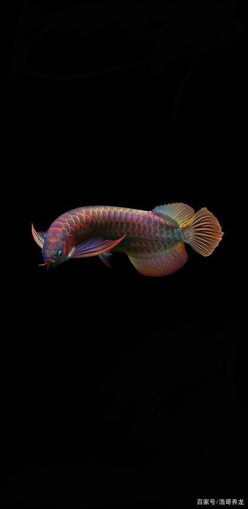 哪里可以找到更多龍魚屏保：高質(zhì)量龍魚圖片當(dāng)屏保用，先看看搜索結(jié)果里有什么信息