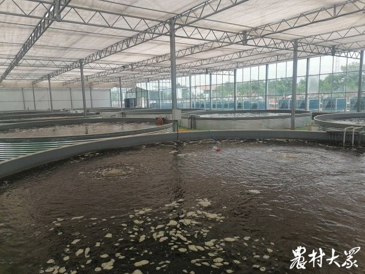 鄒城哪個水族館龍魚好？祥龍魚場龍魚：山東省鄒城市祥龍魚場龍魚種類繁多 鄒城哪個水族館龍魚好？祥龍魚場龍魚：山東省鄒城市祥龍魚場龍魚種類繁多 龍魚百科 第7張