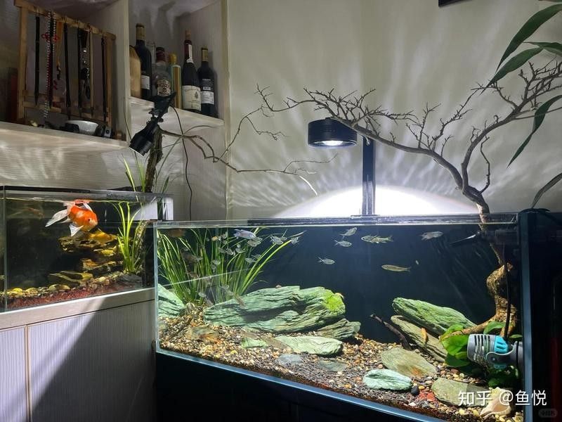 炮彈頭金龍魚多久喂一次？：金龍魚多久喂一次