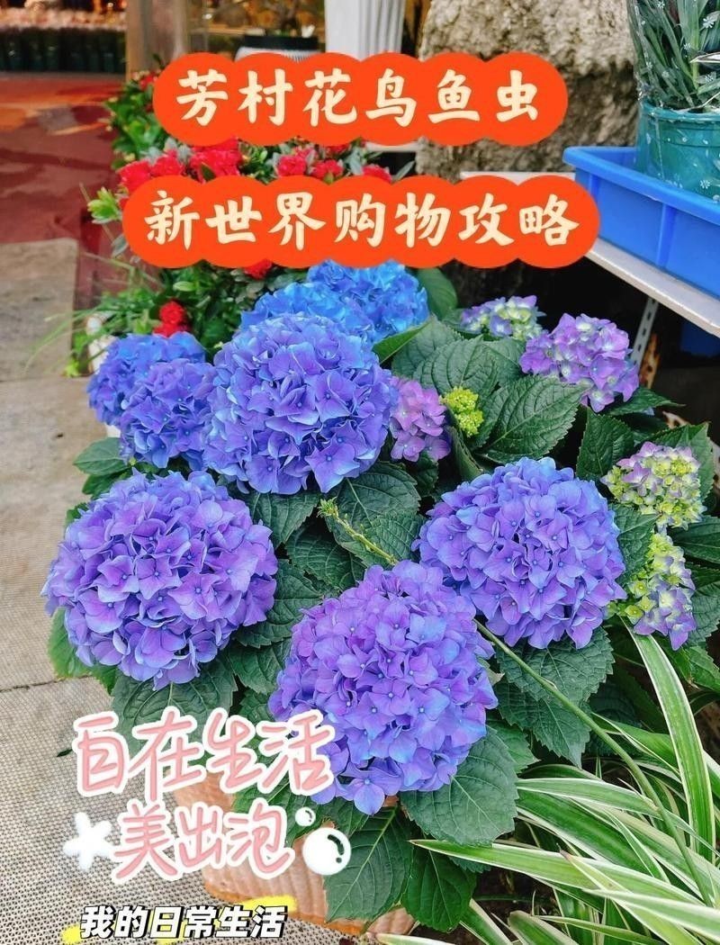 廣州龍魚(yú)市場(chǎng)在哪里？：廣州龍魚(yú)市場(chǎng)的價(jià)格范圍