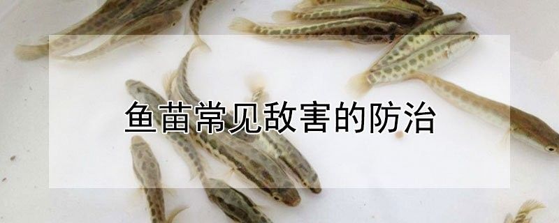葵龍魚有哪些天敵？：葵龍魚的天敵