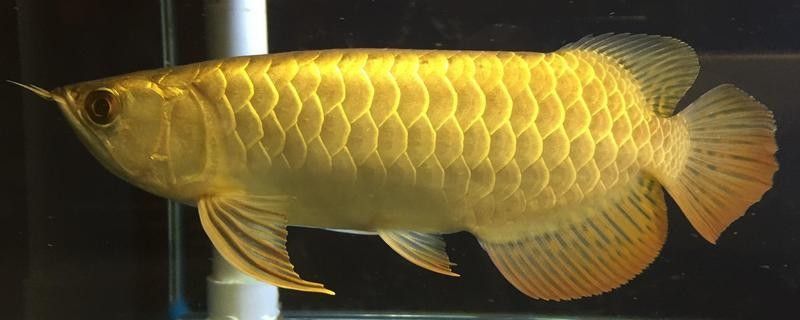 金龍魚吃什么能發色更好：如何讓金龍魚的顏色更加鮮艷 金龍魚吃什么能發色更好：如何讓金龍魚的顏色更加鮮艷 龍魚百科 第8張