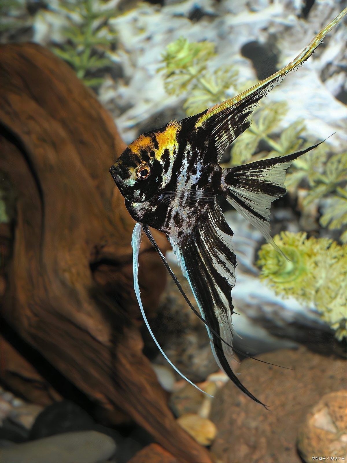 如何調整魚缸的pH值至理想范圍：如何調整魚缸ph值 如何調整魚缸的pH值至理想范圍：如何調整魚缸ph值 龍魚百科 第4張