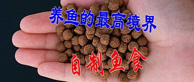 如何模仿野生龍魚的食譜：如何模仿野生龍魚的飲食