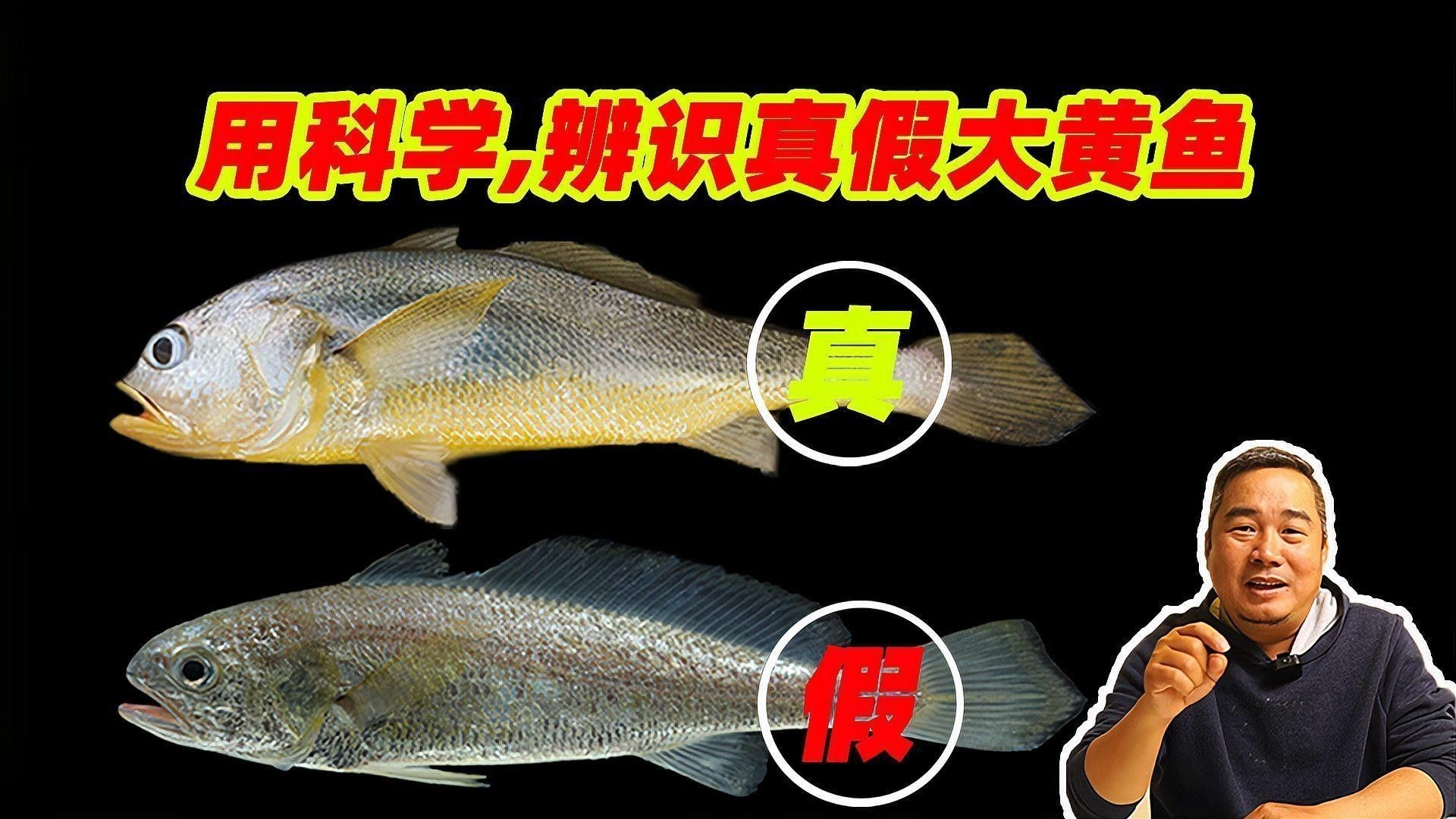 如何區分黃花魚和大黃魚：小朋美食圈，黃花魚和黃魚有什么區別