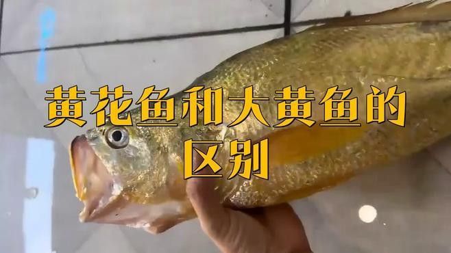 如何區分黃花魚和大黃魚：小朋美食圈，黃花魚和黃魚有什么區別