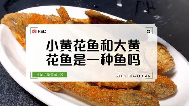 如何區分黃花魚和大黃魚：小朋美食圈，黃花魚和黃魚有什么區別
