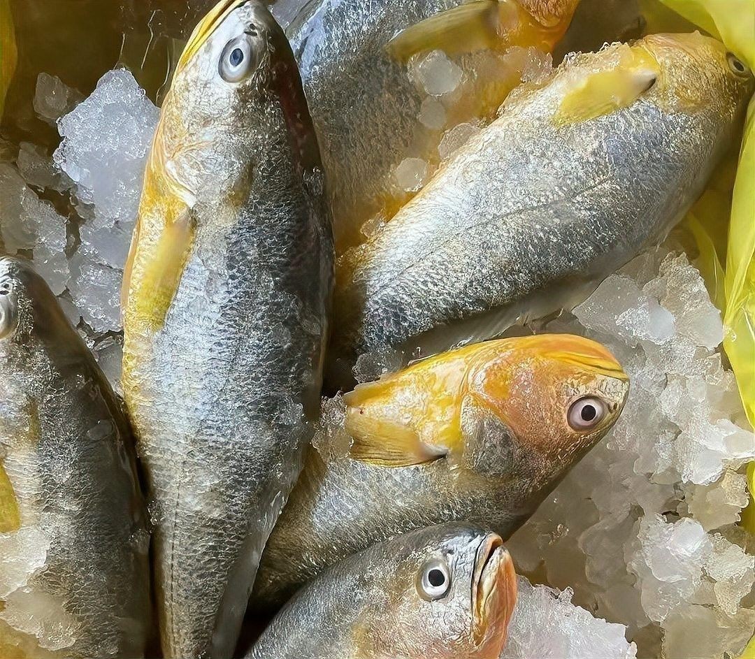 如何區分黃花魚和大黃魚：小朋美食圈，黃花魚和黃魚有什么區別