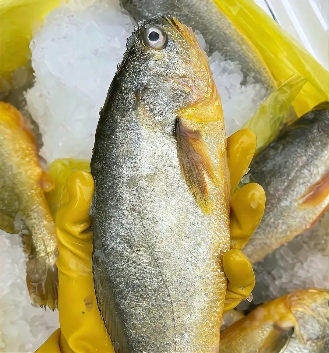 如何區分黃花魚和大黃魚：小朋美食圈，黃花魚和黃魚有什么區別