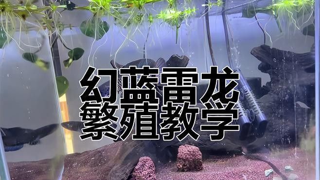 幻藍雷龍魚繁殖頻率：雷龍魚如何繁殖魚缸里繁殖攻略雷龍魚如何繁殖 幻藍雷龍魚繁殖頻率：雷龍魚如何繁殖魚缸里繁殖攻略雷龍魚如何繁殖 龍魚百科 第1張
