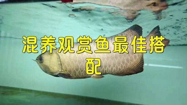 金龍魚和什么魚混養比較好？：養魚老道觀賞魚金龍魚紅龍魚缸配魚怎么選特色配魚怎么選