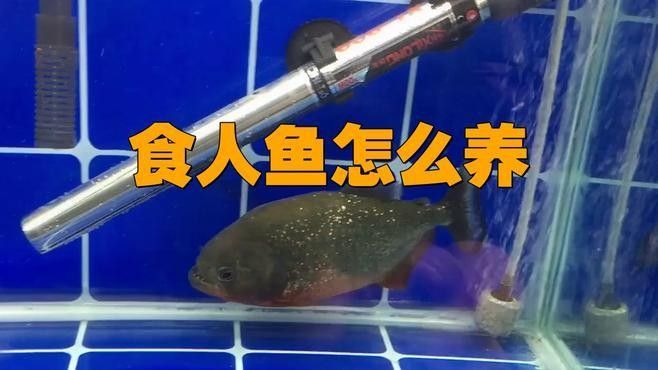 金龍魚(yú)和食人魚(yú)哪個(gè)更難飼養(yǎng)：910,養(yǎng)魚(yú)10年經(jīng)驗(yàn)，盤(pán)點(diǎn)最難養(yǎng)的20種魚(yú)，新手勿入！