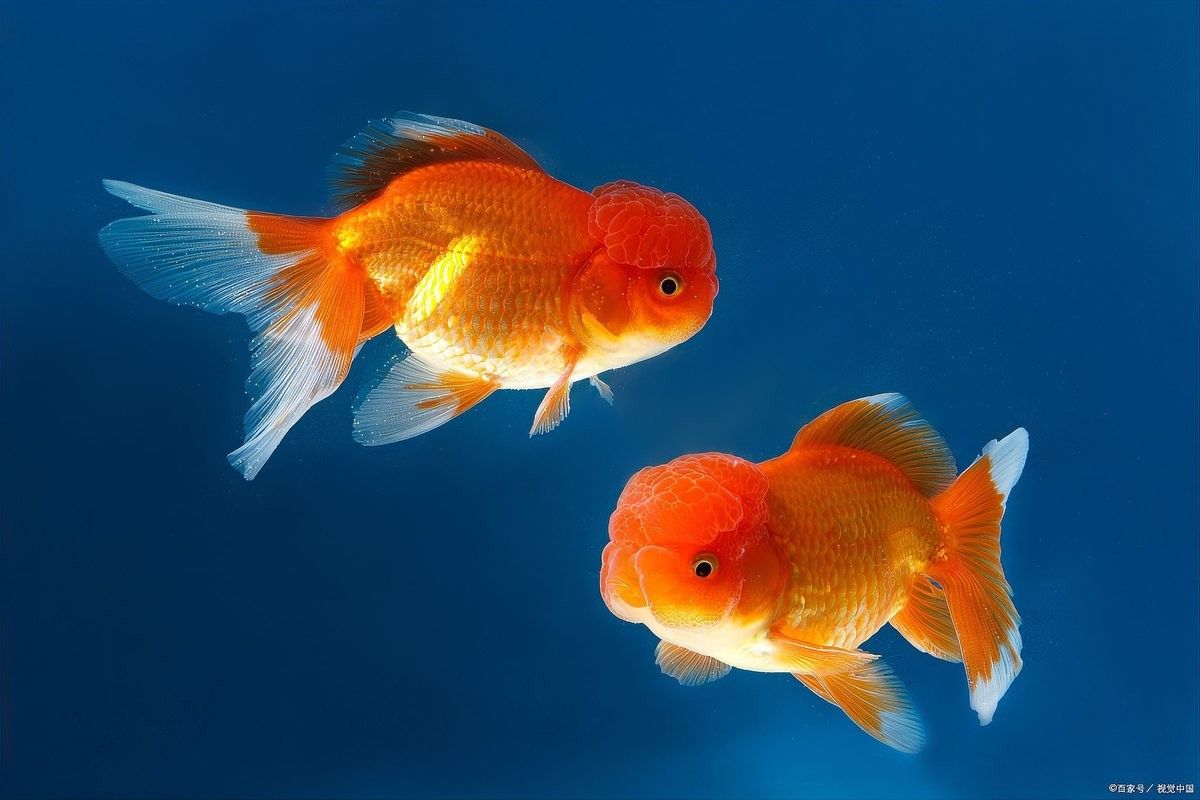 飛鳳魚和龍魚混養有哪些注意事項：鳳魚和龍魚混養的好處與注意事項與注意事項