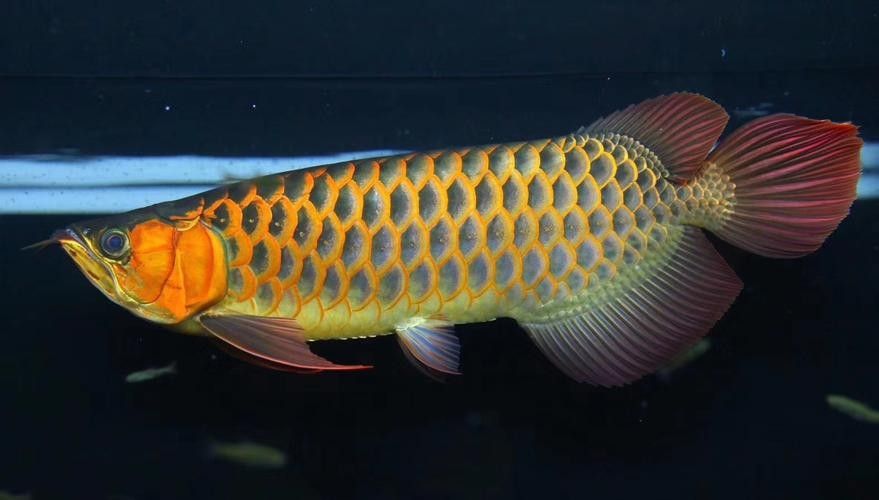 和興龍魚有哪些品牌：和興龍魚石家莊加盟店