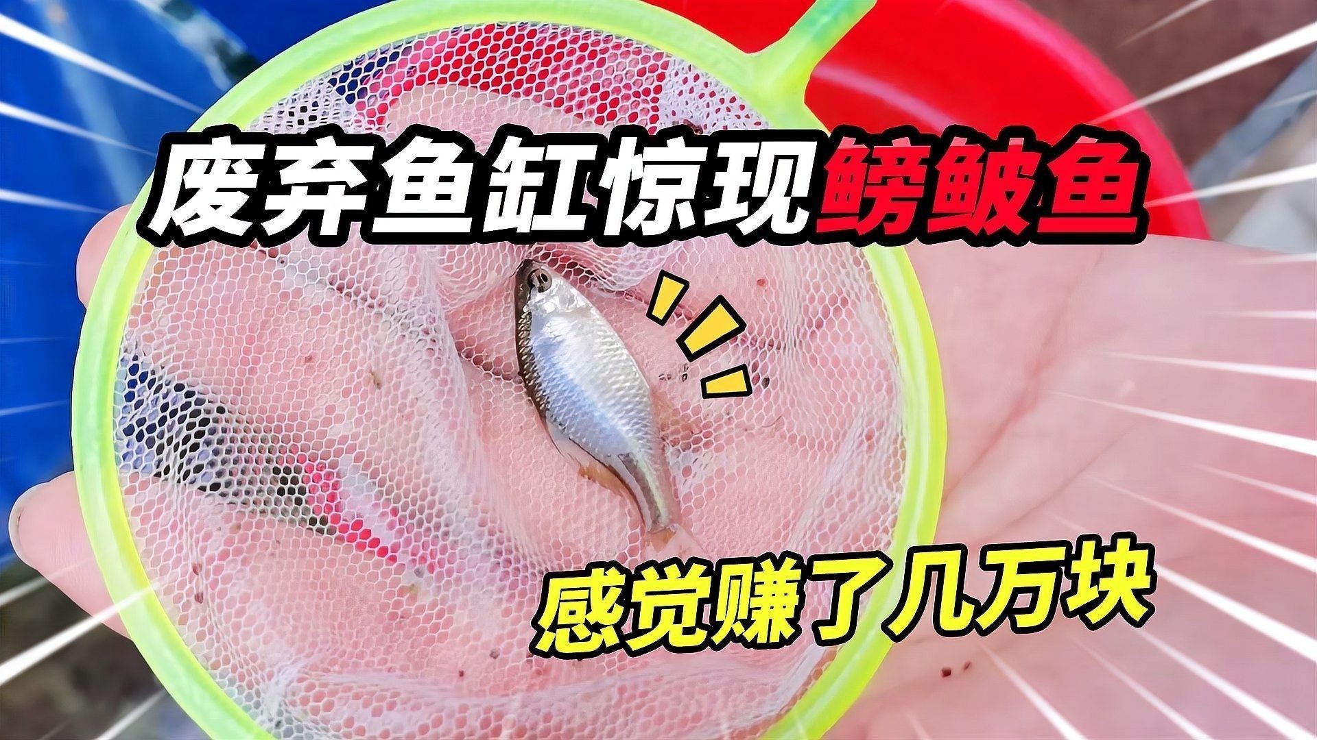 2米魚缸適合混養哪些魚？：2米以上的魚缸適合養什么魚 2米魚缸適合混養哪些魚？：2米以上的魚缸適合養什么魚 龍魚百科 第2張