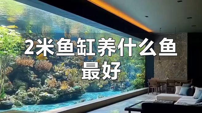 2米魚缸適合混養哪些魚？：2米以上的魚缸適合養什么魚 2米魚缸適合混養哪些魚？：2米以上的魚缸適合養什么魚 龍魚百科 第1張