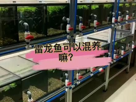 雷龍魚和燈魚混養需要多大的魚缸：龍魚和燈魚混養需要多大的魚缸 雷龍魚和燈魚混養需要多大的魚缸：龍魚和燈魚混養需要多大的魚缸 龍魚百科 第6張