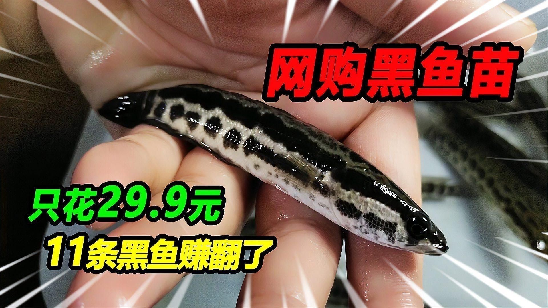 黑魚和雷龍魚有何區別：雷龍魚和黑魚是一種魚嗎