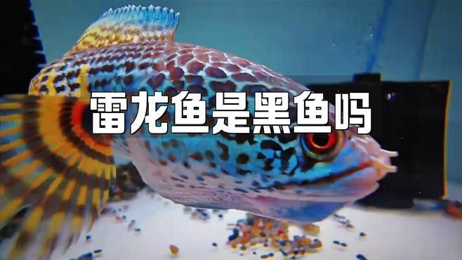 黑魚和雷龍魚有何區別：雷龍魚和黑魚是一種魚嗎