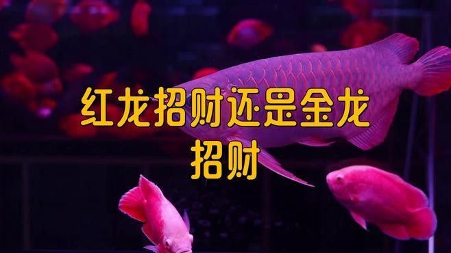 金龍魚和紅龍魚有什么區別：金龍魚和紅龍魚的區別