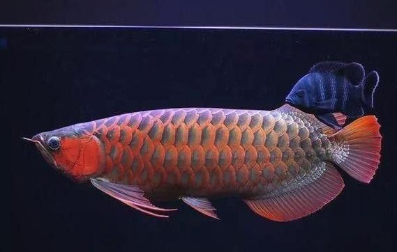 東南亞龍魚的價格是多少？：20-30公分龍魚飼養技巧與注意事項